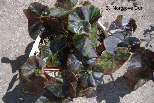 B. ‘Norgrove Curl’